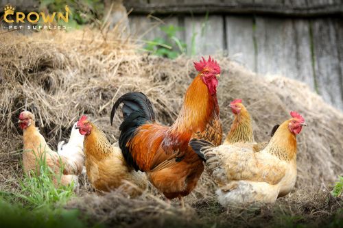 Antibiotics for chickens